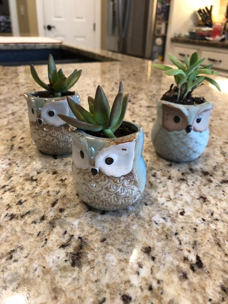ceramic owl planters with succulents in them 