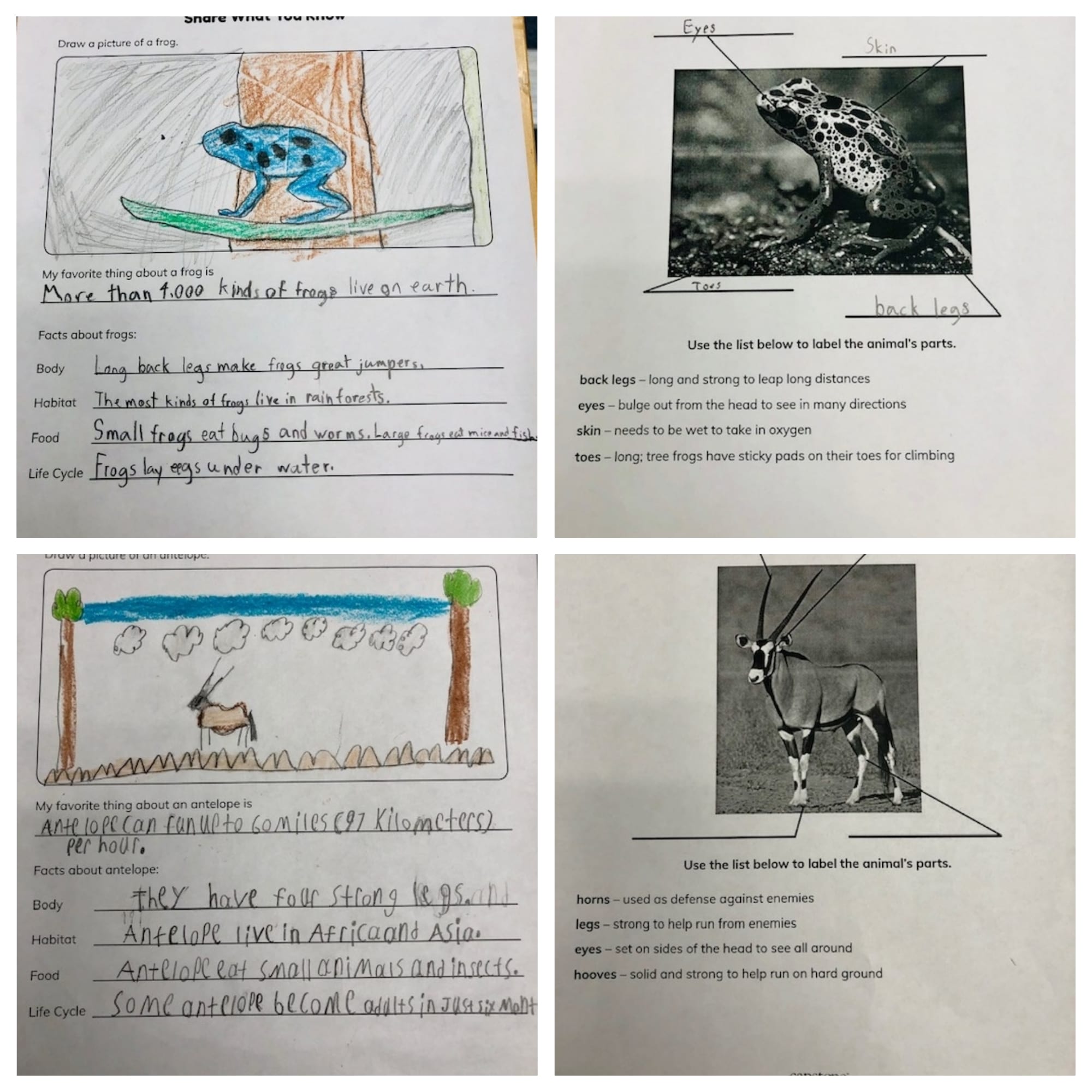 These are work samples from two students using PebbleGo and the correlating activity sheets.