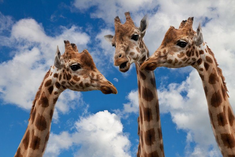 Three giraffes shown from the neck up against a cloudy blue sky