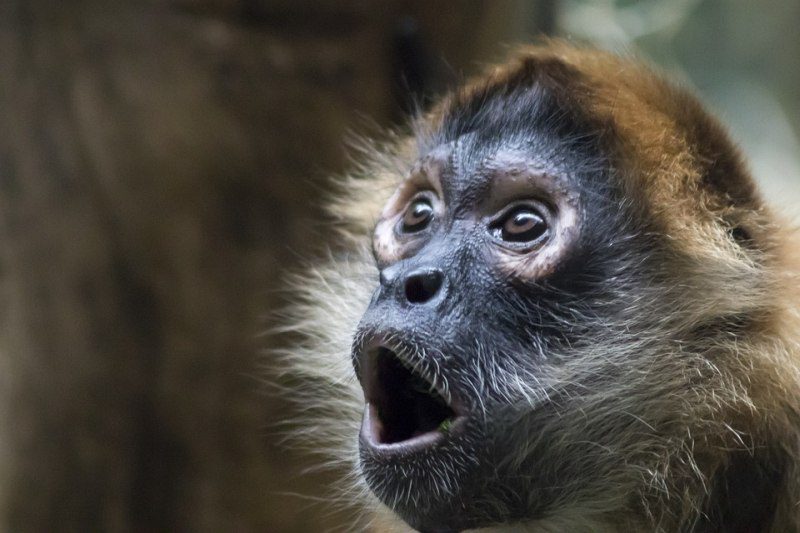 Monkey face with mouth and eyes open in surprise