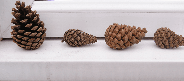 four pinecones on a windowsill