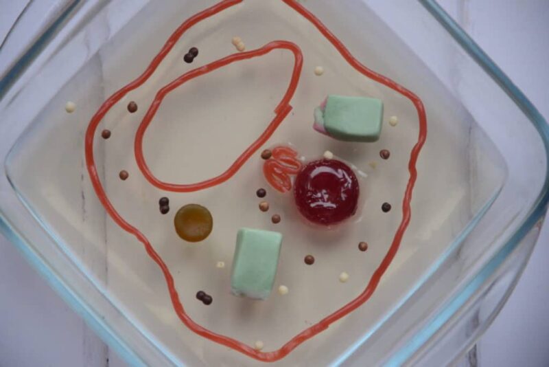 A clear pan is filled with jello. Candies are used to represent different parts of the plant cell.