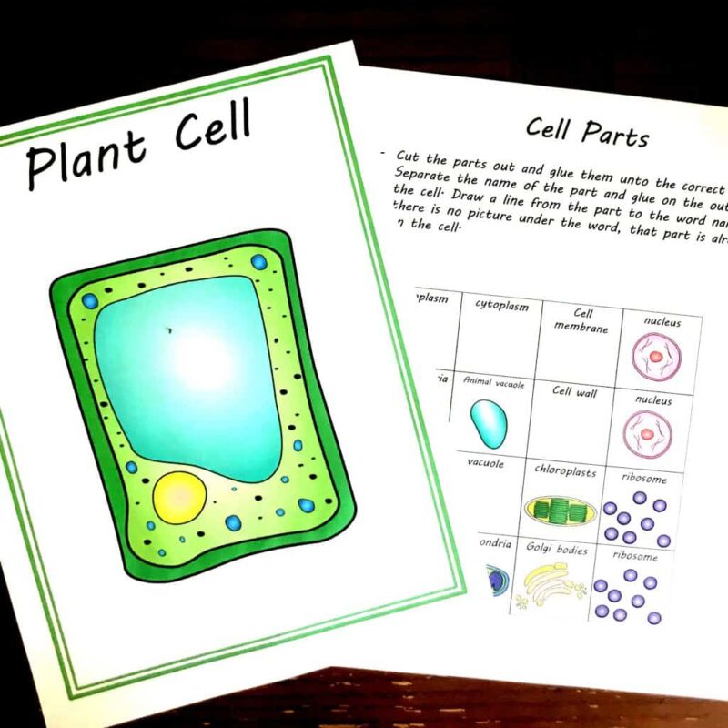 This plant cell project includes two worksheets. One is the base of the plant cell and the other includes all the parts ready to be cut and pasted.