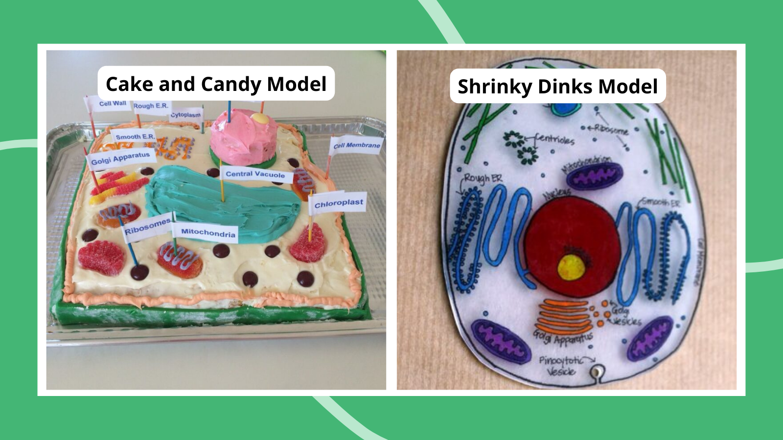 Plant cell project 3D models made from cake and candy and Shrinky Dinks.