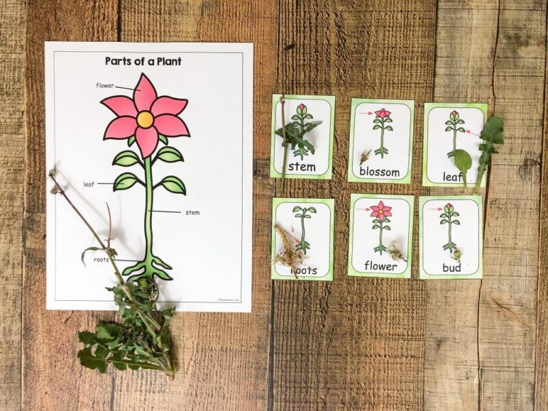 Plant Parts with Kindergarteners | Education Outside at AFY