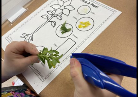 Student holding a portion of a plant over a worksheet labelling different parts of a plant (Plant Life Cycle Activities)