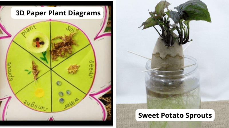 Plant life cycle activities: 3D paper plant diagram and sweet potato sprouting in glass jar