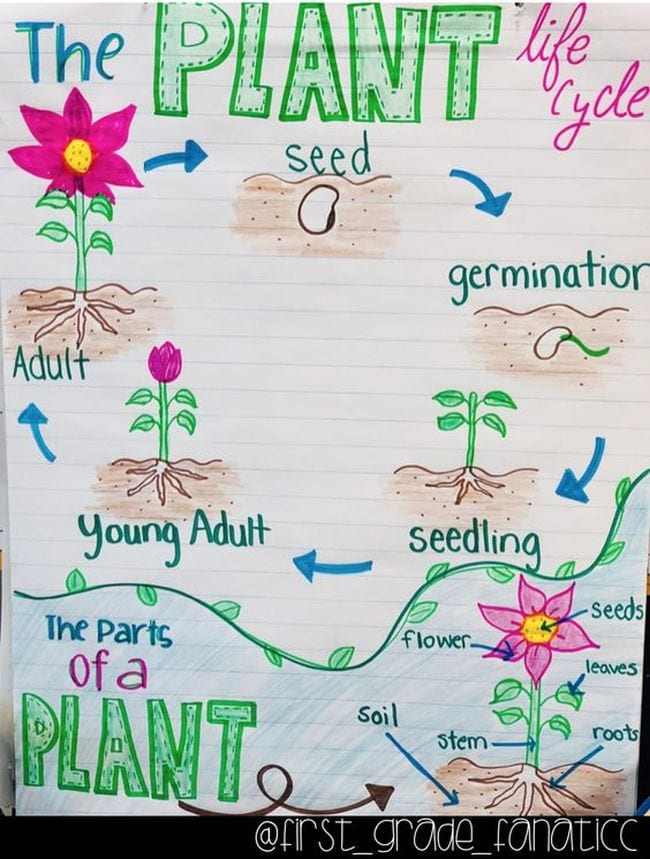Anchor chart showing the life cycle and parts of a plant
