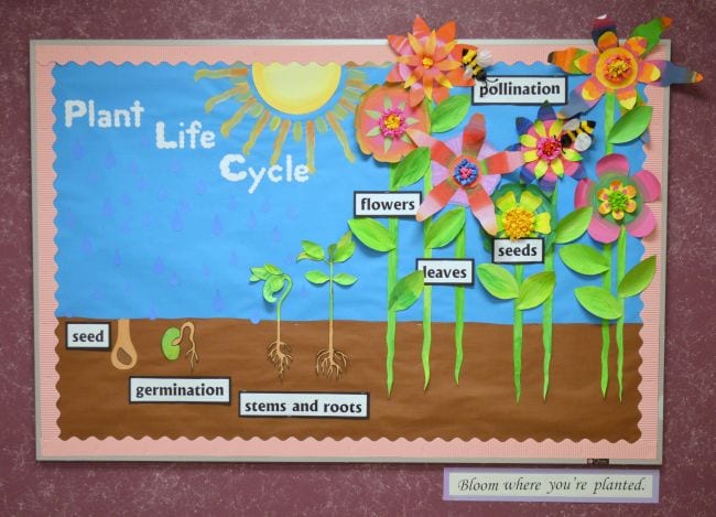 3-D bulletin board showing the plant life cycle with paper flowers