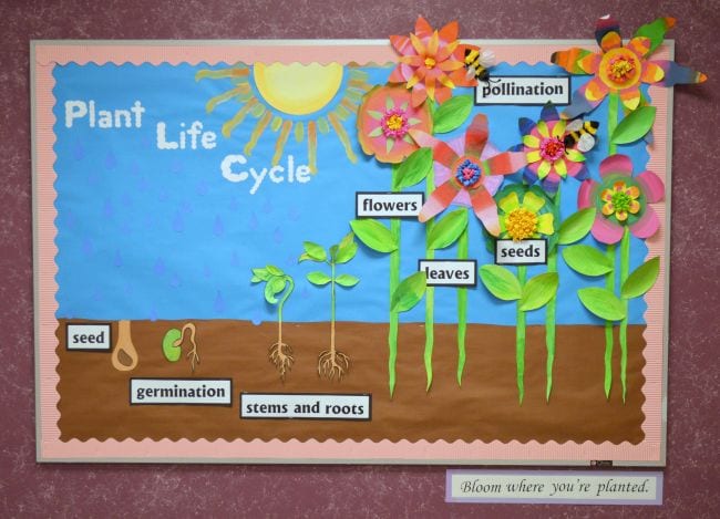 27 Plant Life Cycle Activities Free