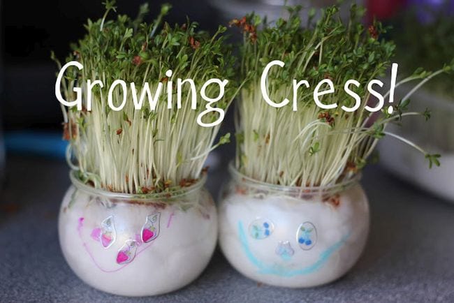 Watercress grown in two round jars filled with wet cotton, with faces drawn on the jars. Text reads Growing Cress!