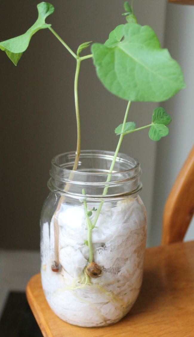 Bean seeds growing in a mason jar full of wet paper towels as an example of plant life cycle activities