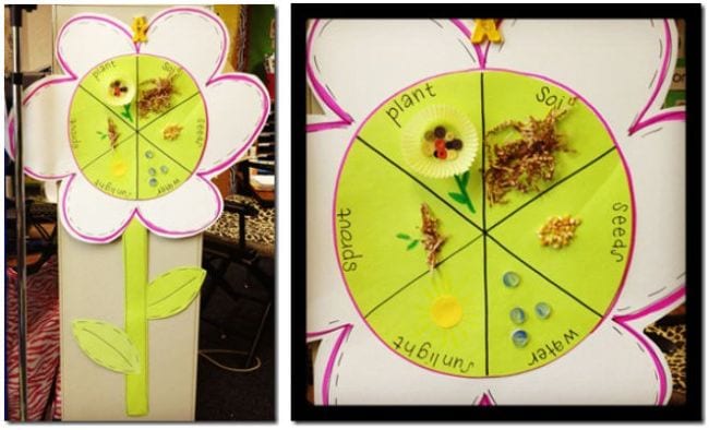 Paper flower with center divided to show the life cycle of a plant