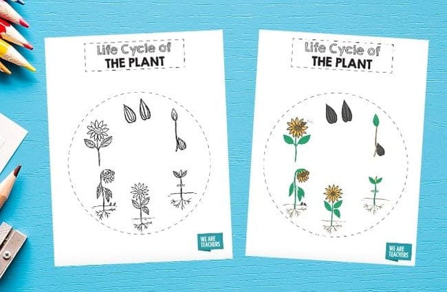 Printable worksheet showing the plant life cycle in a circle for plant life cycle activities