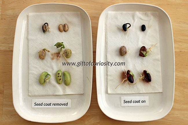 Two plates of sprouted seeds, one with seed coats removed