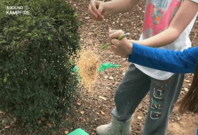 Exploding Seeds Activity 33 Plant Life Cycle Activities: Free and Creative Teaching Ideas