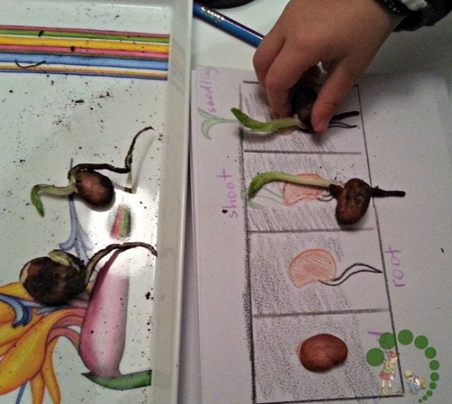 Young student sorting sprouted seeds according to the part of the plant life cycle they've reached as an example of plant life cycle activities