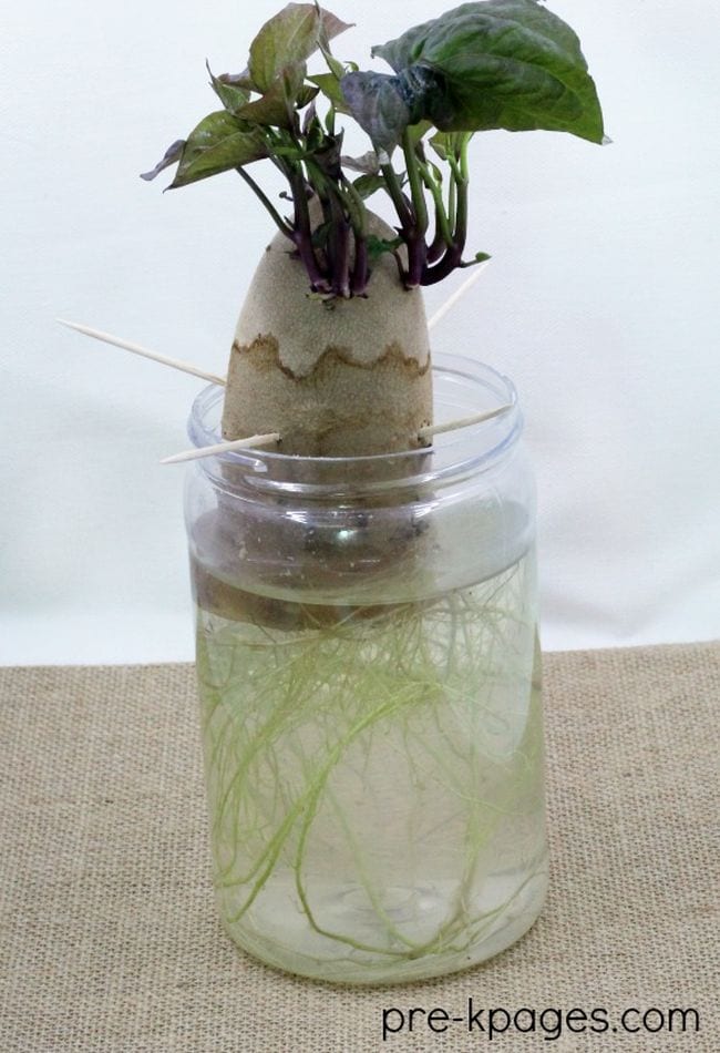 Sweet potato suspended in a jar of water by toothpicks, with roots and sprouts growing from it as an example of plant life cycle activities