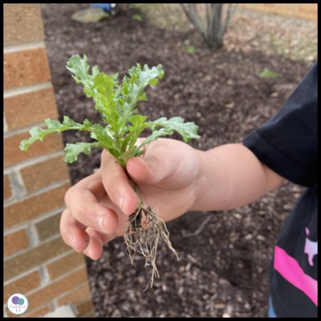 A child holds a plant with the roots dangling in their hand as an example of plant life cycle activities