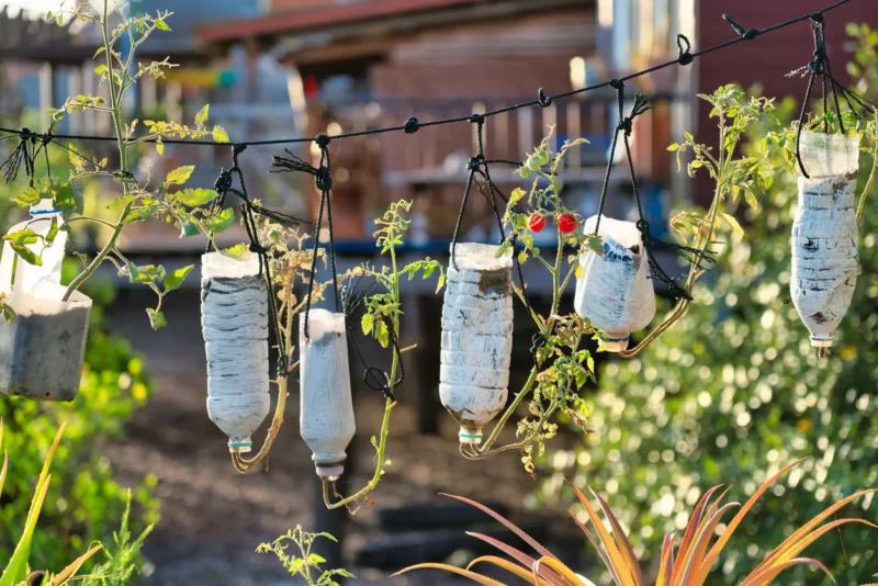 plastic bottles cut open and turned upside down to turn into planters for a green school idea