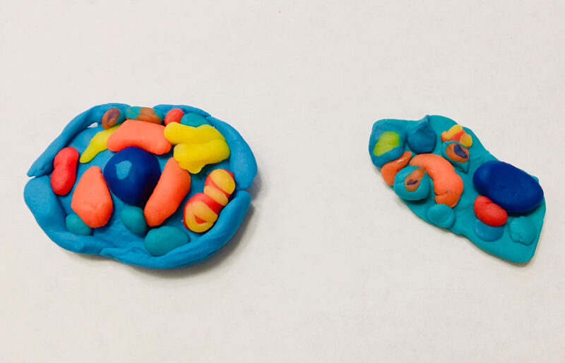 Blue play doh makes up the base. Different colored play doh has been used to create the various components of the cell.