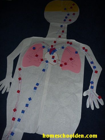 Poster of Respiratory system