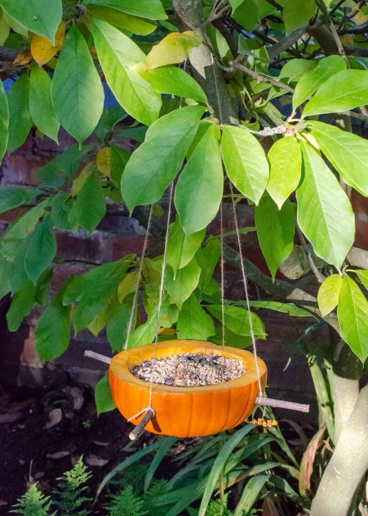 A bird feeder made from a small pumpkin hanging in a tree as an example of classroom winter crafts