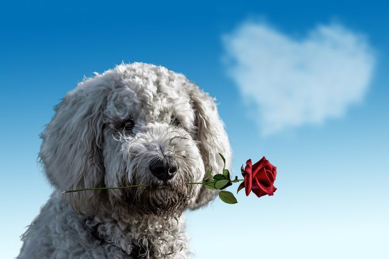 Dog holding a rose in its mouth, with a heart-shaped cloud in the sky