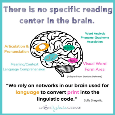 Human brain illustration with different areas involved in reading highlighted to help explain what is phonics?