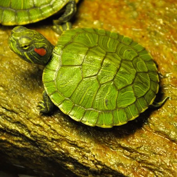 A baby red eared slider turtle as an example of best classroom pets