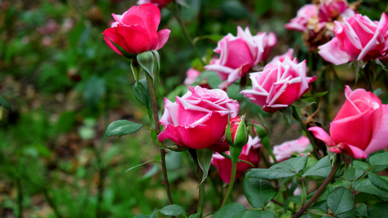 Rose bushes 