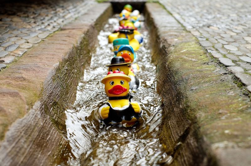 A row of rubber ducks in various costumes floating down a water-filled gutter