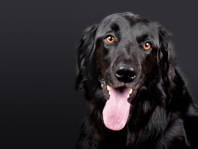 The head of a large black dog with its tongue hanging out, against a black background