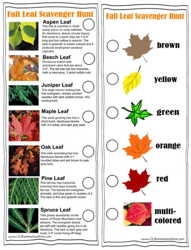 A printable worksheet with a list of tree leaves and images, plus different colors of leaves, to use as a scavenger hunt
