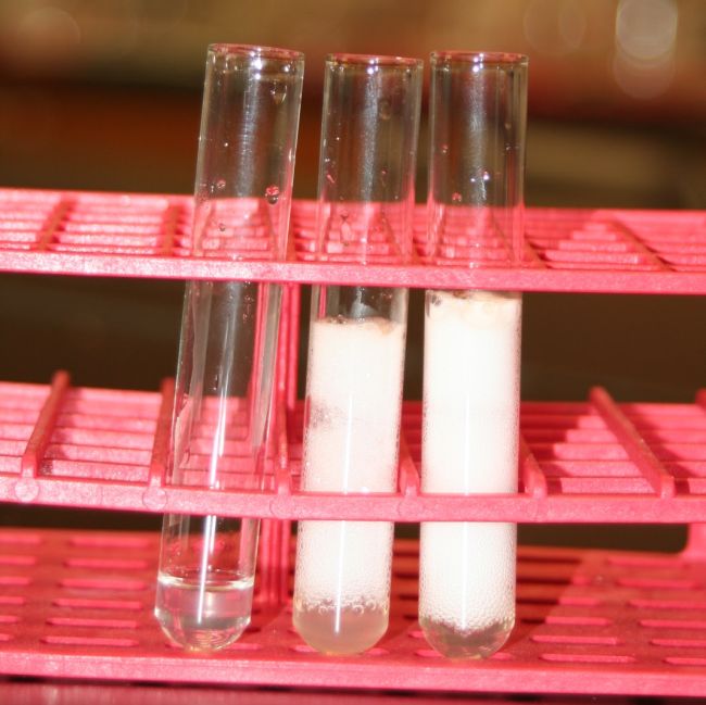 Three test tubes in a red holder, filled with a white substance