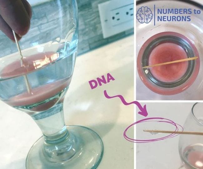 Collage of steps to extract DNA from a strawberry (Science Experiments for High School)