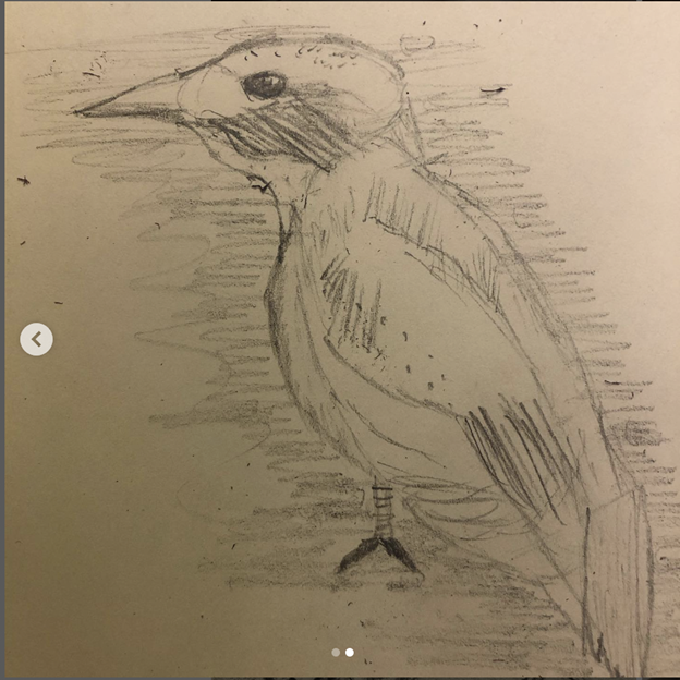 Science notebook drawing of a bird that is more detailed