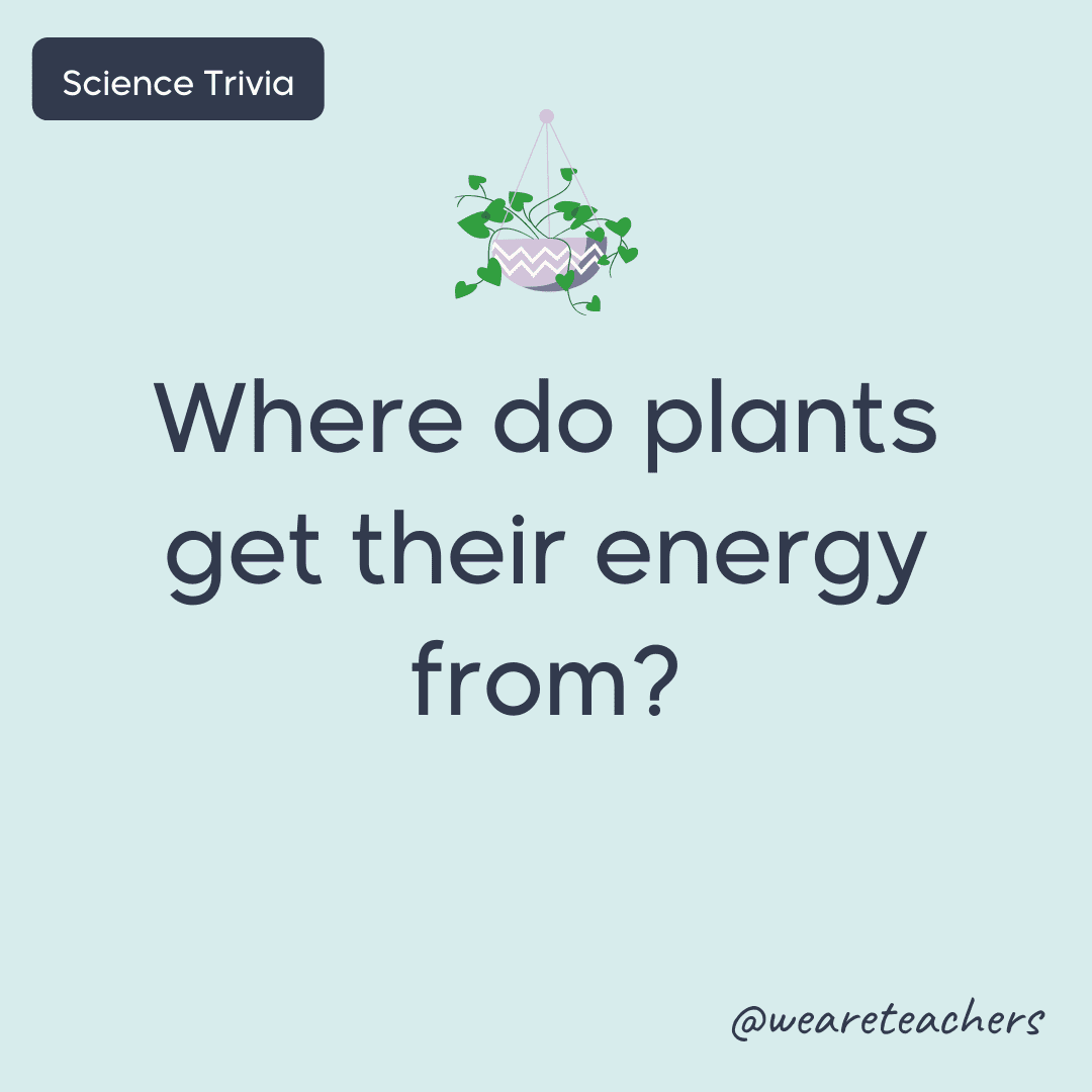 Where do plants get their energy from? - science trivia