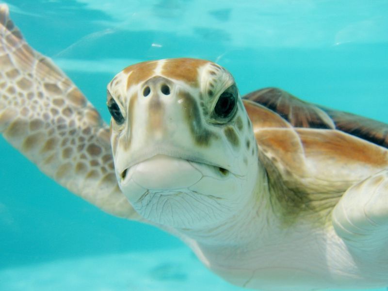 A grumpy looking sea turtle floating in clear water