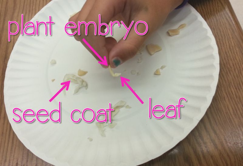 Child dissecting a large seed, with parts like plant embryo, seed coat, and leaf labaled