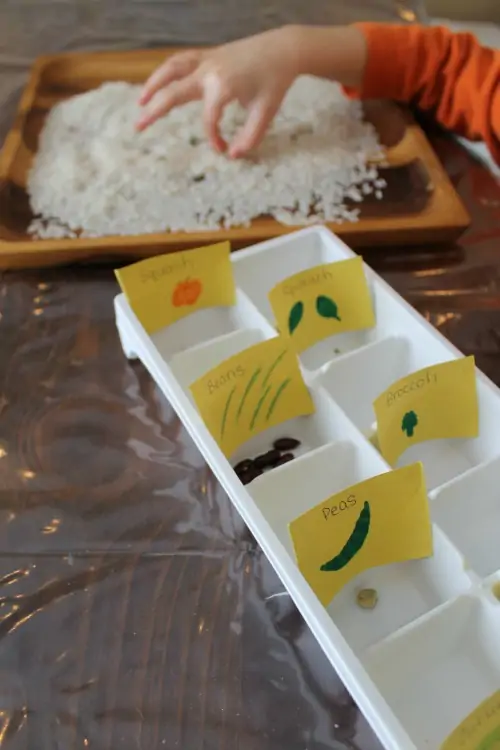A young student sorts seeds into a labelled ice cube tray