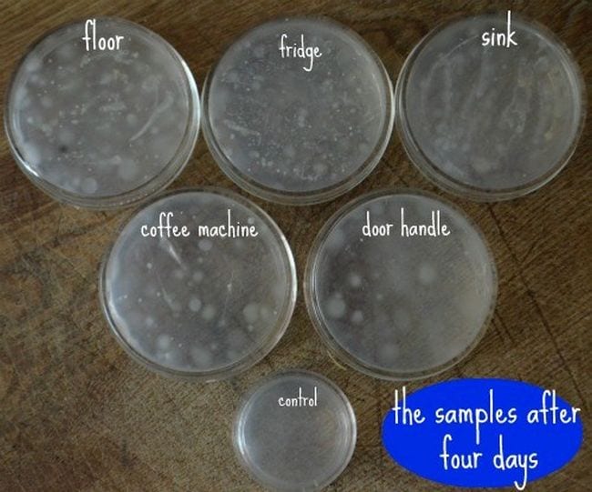Petri dishes marked floor, fridge, sink, and more, each showing some bacterial growth