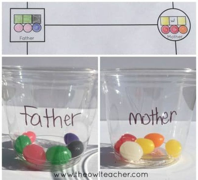 Jellybeans sorted into two plastic cups labeled "father" and "mother" (Seventh Grade Science)