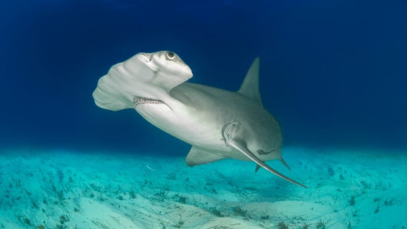 Hammerhead shark in water