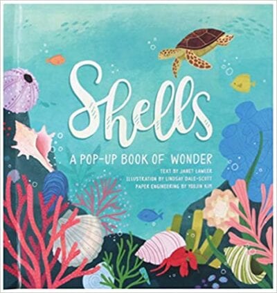 Book cover for Shells: A Pop-Up Book of Wonder as an example of pop-up books for kids