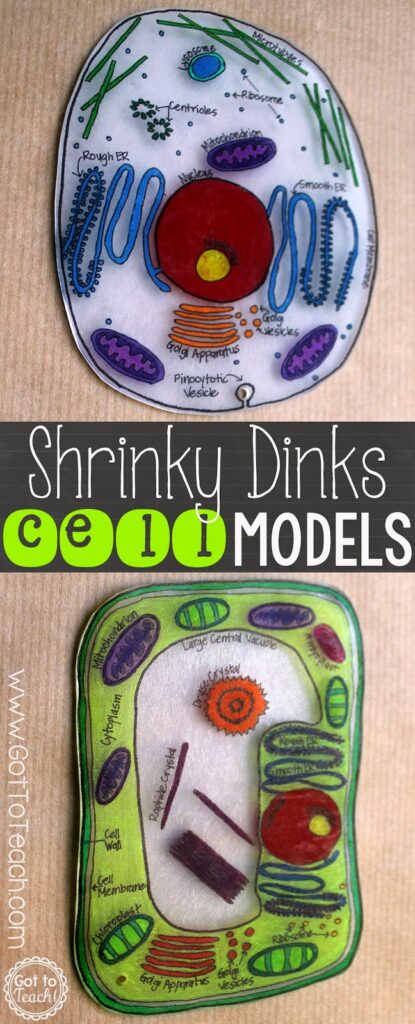 Two cell models are shown. They are tiny and have all the parts of the cells labeled and shown. They are examples of a plant cell project.