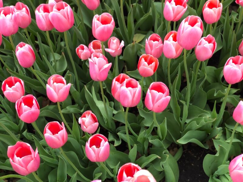 Pink tulips