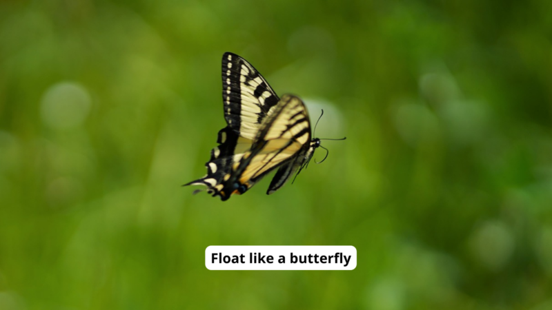 Tiger Swallowtail butterfly flying against a green background with text reading "Float like a butterfly"