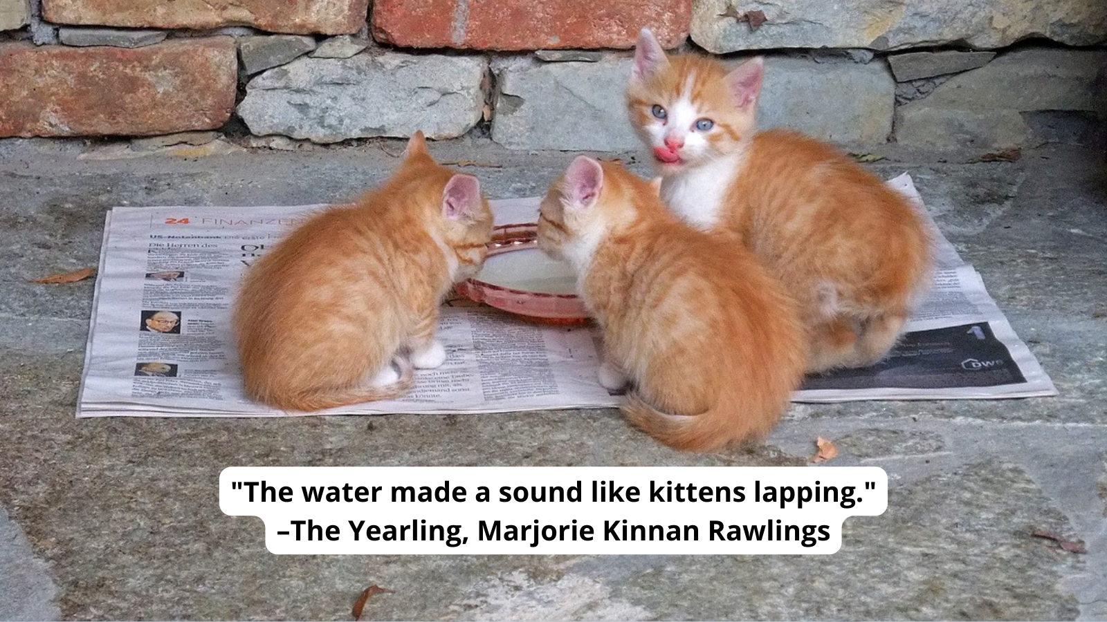 Kittens drinking from a dish with text reading "The water made a sound like kittens lapping." –The Yearling, Marjorie Kinnan Rawlings