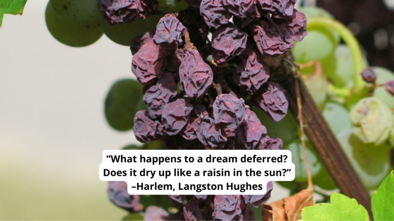 Shriveled grapes on the vine with text reading “What happens to a dream deferred?
Does it dry up like a raisin in the sun?”
–Harlem, Langston Hughes